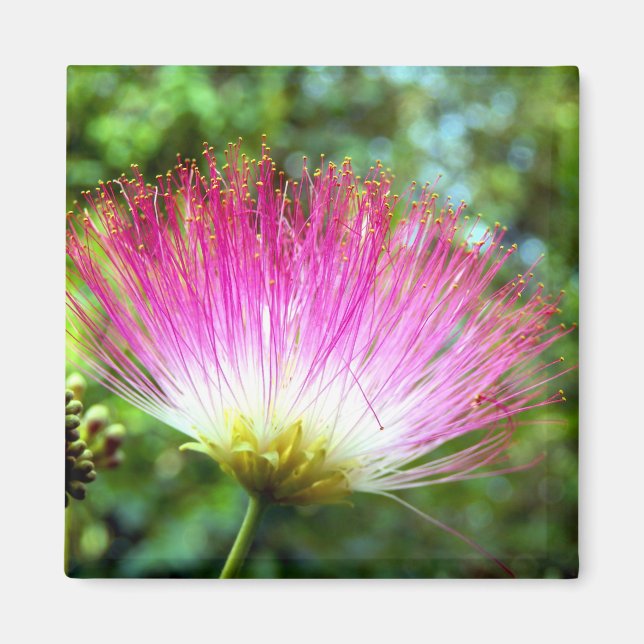 Íman Magneta de Flor de Seda Persa (Frente)