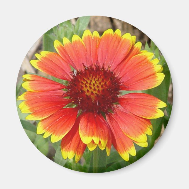 Íman Magneta de Flor em Aberto (Frente)