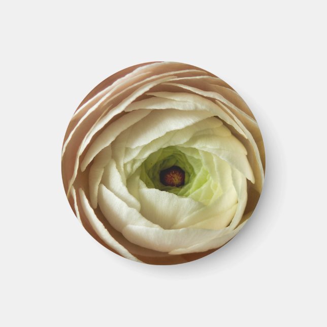 Íman Magneta de Flor Ranunculus (Frente)