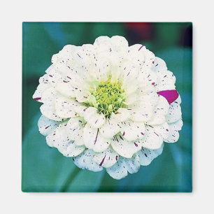 Íman Magneta de Flor Zinnia