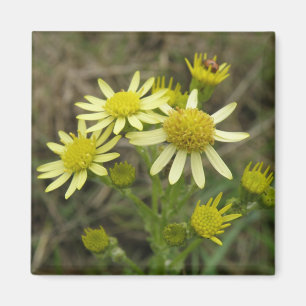 Íman Magneta de Flores Amarelas bonito