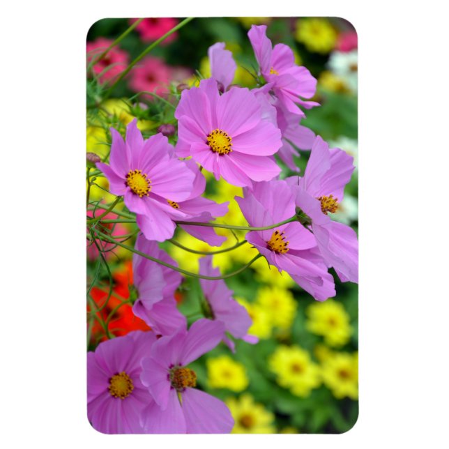 Íman Magneta de flores do cosmos púrpura (Vertical)