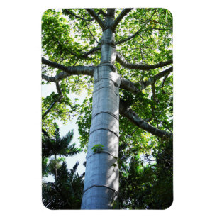 Íman Magneta de Fotografia da Árvore Quipo