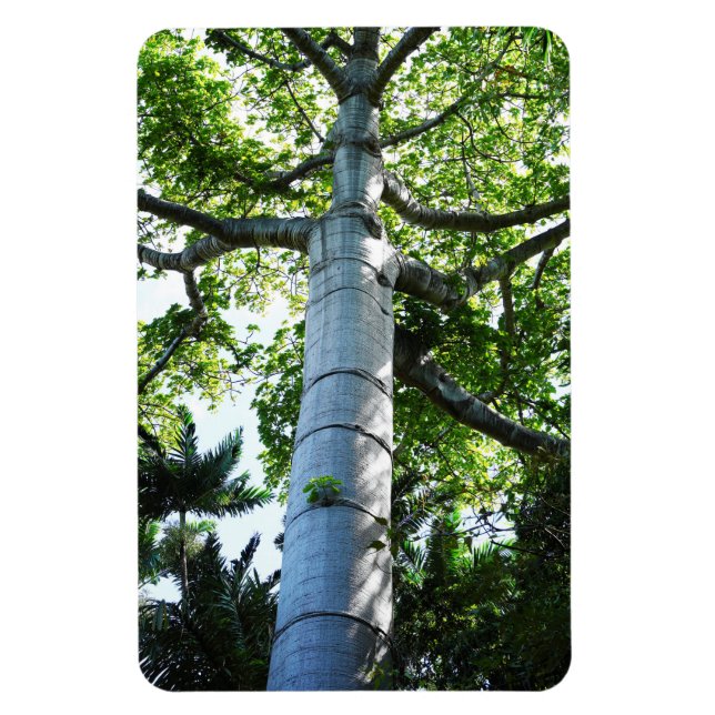Íman Magneta de Fotografia da Árvore Quipo (Vertical)