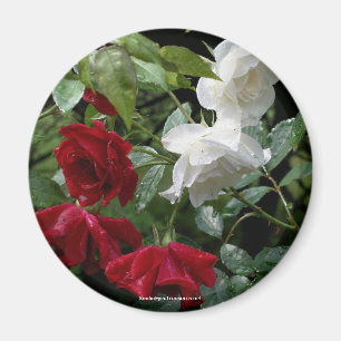 Íman Magneta de Fotografia da Flor de Rosas Encharcados