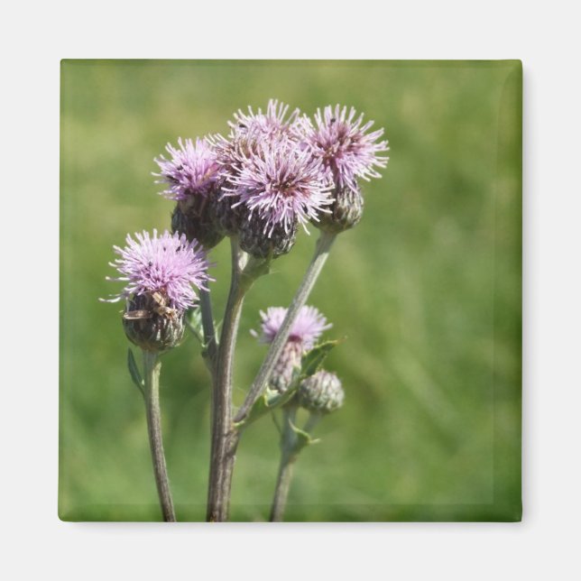 Íman Magneta de Fotografia da Flor Roxa (Frente)