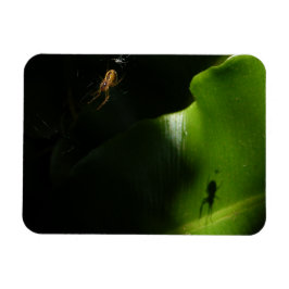 Íman Magneta de Fotografia de Aranha Minúscula
