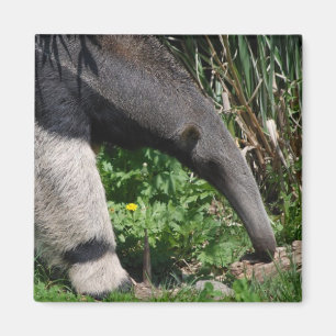 Íman Magneta de Fotografia do Anteater Gigante
