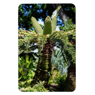 Íman Magneta de Fotografia em Árvore Tropical