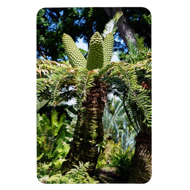 Íman Magneta de Fotografia em Árvore Tropical (Vertical)
