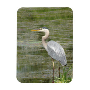 Íman Magneta de Fotografia Flexível Heron Azul