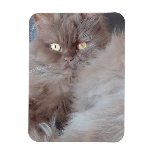 Íman Magneta de Fotografia Flexível para Gato do fofinh (Vertical)