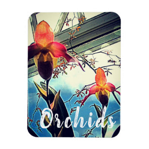 Íman Magneta de Fotografias das Orquídeas Sunlit