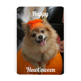 Íman Magneta de Fotografias de Cachorro de Bomba