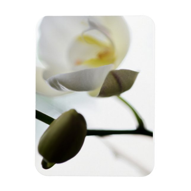 Íman Magneta de Fotografias Flexível White Orchid (Vertical)
