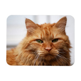 Íman Magneta de Fotos Flexível do Gato de Maine Laranja