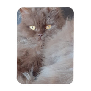 Íman Magneta de Fotos Flexível para Gato do Fofinho
