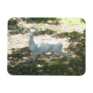 Íman Magneta de fotos White/Albino Deer 3x4