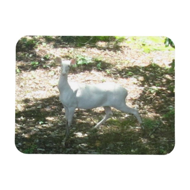 Íman Magneta de fotos White/Albino Deer 3x4 (Horizontal)