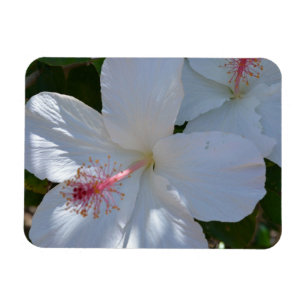 Íman Magneta de Fragrância Floral