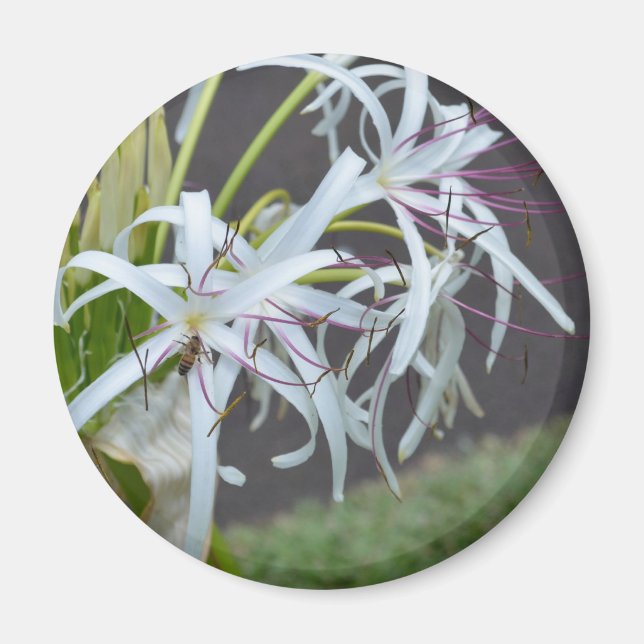 Íman Magneta de Fragrância Floral (Frente)