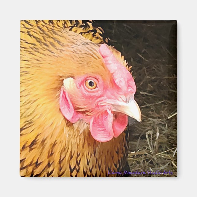 Íman Magneta de frango #1 Ouro Lacrado Wyandotte (Frente)