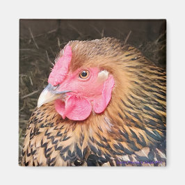 Íman Magneta de frango #2 Ouro Lacrado Wyandotte