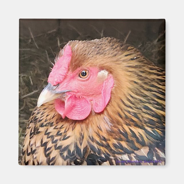 Íman Magneta de frango #2 Ouro Lacrado Wyandotte (Frente)