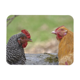 Íman Magneta de frango grande