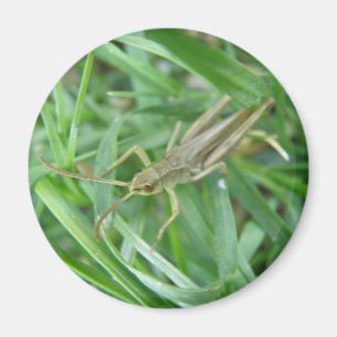 Íman Magneta de gafanhoto