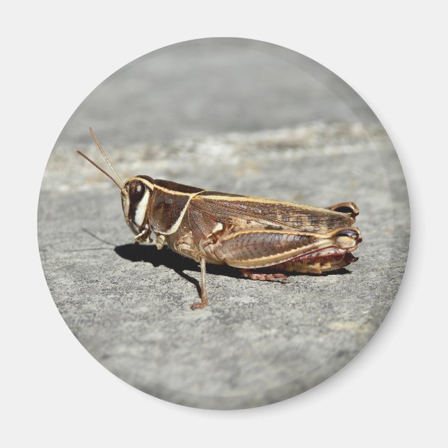 Íman Magneta De Gafanhoto Com Duas Briscas (Frente)