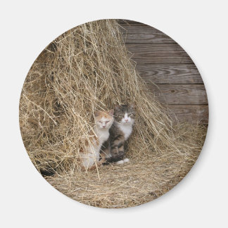 Íman Magneta de Gato