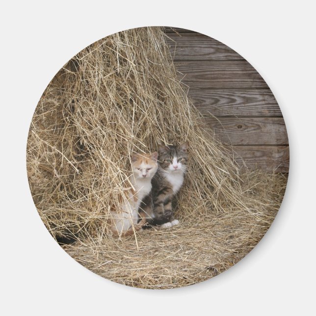 Íman Magneta de Gato (Frente)