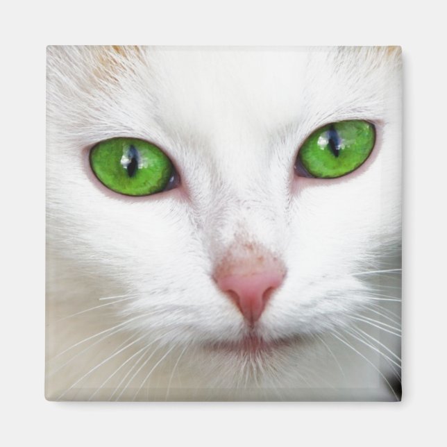 Íman Magneta de Gato Branco Verde (Frente)