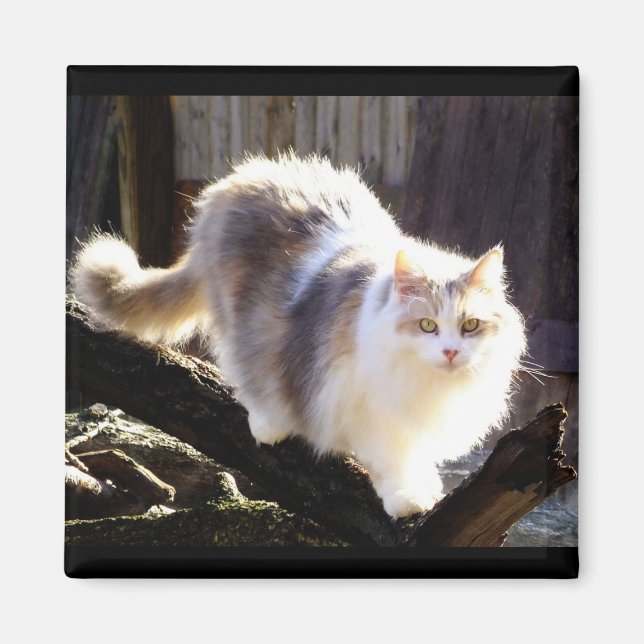 Íman Magneta de Gato Calico Maine (Frente)