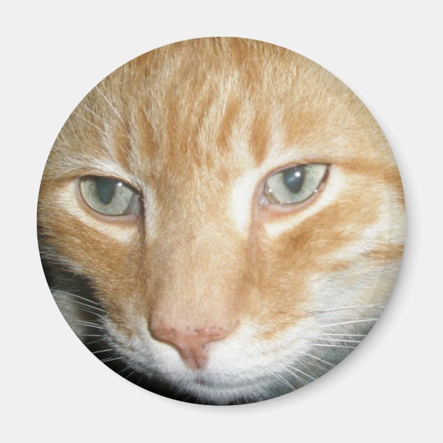 Íman Magneta de Gato de Emergência (Frente)