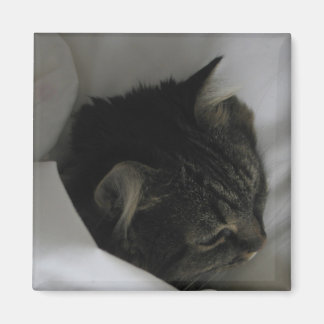 Íman Magneta de Gato de Nápoles
