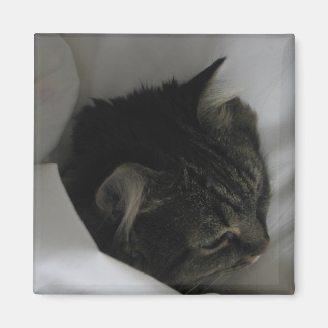 Íman Magneta de Gato de Nápoles (Frente)