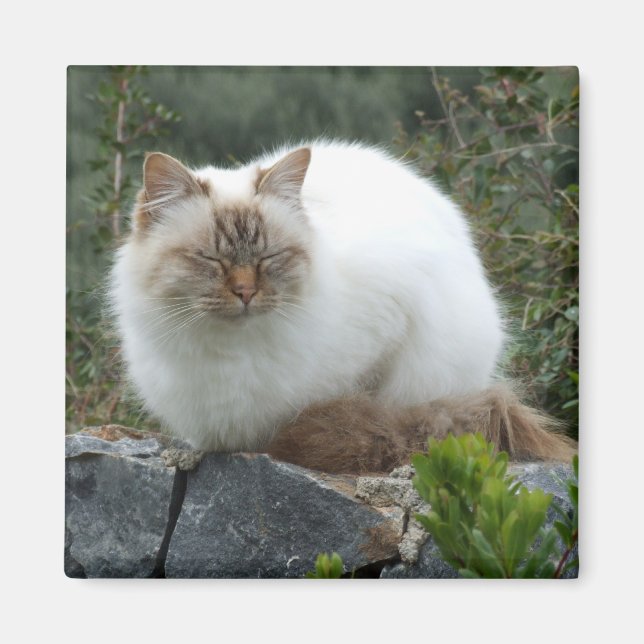 Íman Magneta de Gato de Pedigree de cabelo longo (Frente)