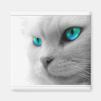 Íman Magneta de Gato Olhado Azul