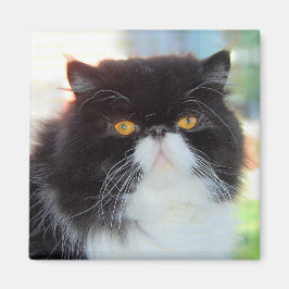 Íman Magneta de Gato Persa Preta e Branca