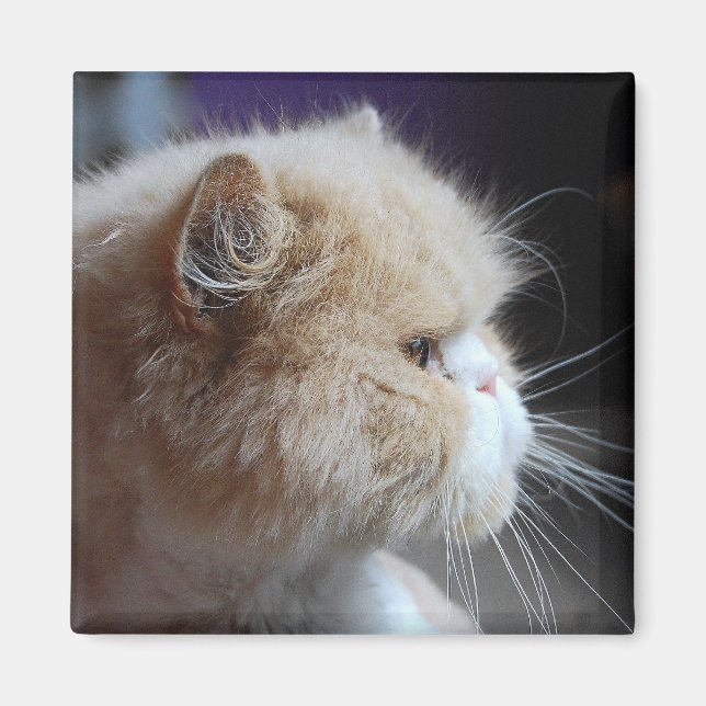 Íman Magneta de Gato Persa Puro (Frente)
