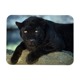 Íman Magneta de Gato Preto