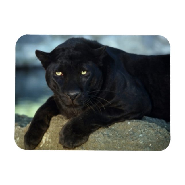 Íman Magneta de Gato Preto (Horizontal)