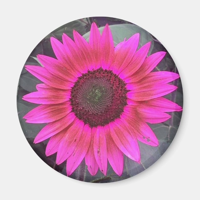 Íman Magneta de girassol, cor-de-rosa-neon (Frente)