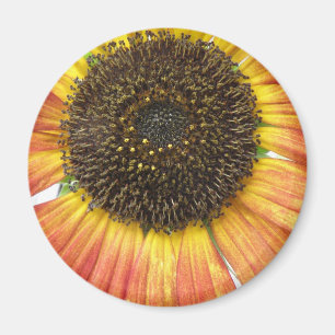Íman Magneta de girassol laranja
