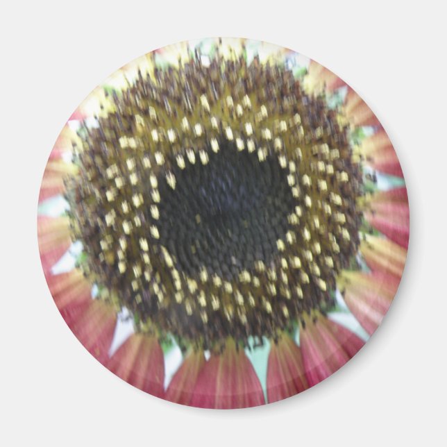 Íman Magneta de girassol rosa bonito (Frente)
