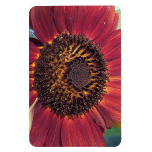 Íman Magneta de girassol vermelho