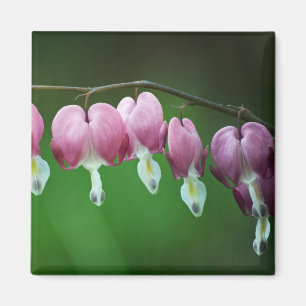 Íman Magneta de Gráficos Rosa