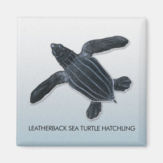 Íman Magneta de Hatchling de Tartaruga do Mar de Leathe (Frente)